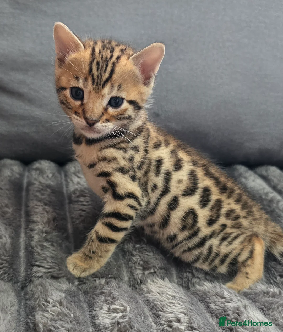 Bengal cats for sale: Waiting list open for kittens 2026-expecting 27.01 - Advert 17