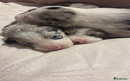Border Collie dogs for sale: Border collie puppy’s ready to reserve  - Image 17