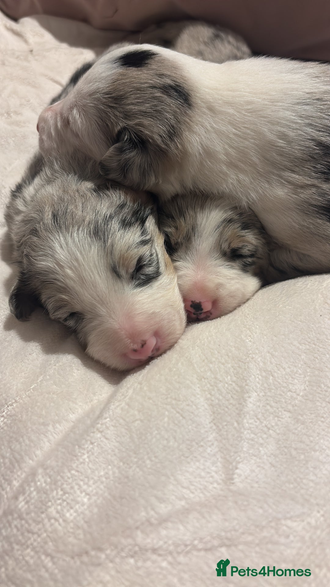 Border Collie dogs for sale: Border collie puppy’s ready to reserve  - Image 17