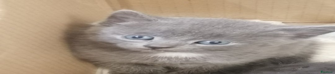 Mixed Breed Kitten 2