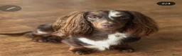 Miniature Dachshund dogs for stud: ⭐️STUNNING KC REG CHOCOLATE DAPPLE STUD⭐️ - Advert 9