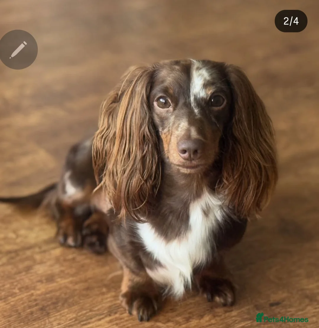 Miniature Dachshund dogs for stud: ⭐️STUNNING KC REG CHOCOLATE DAPPLE STUD⭐️ - Advert 9