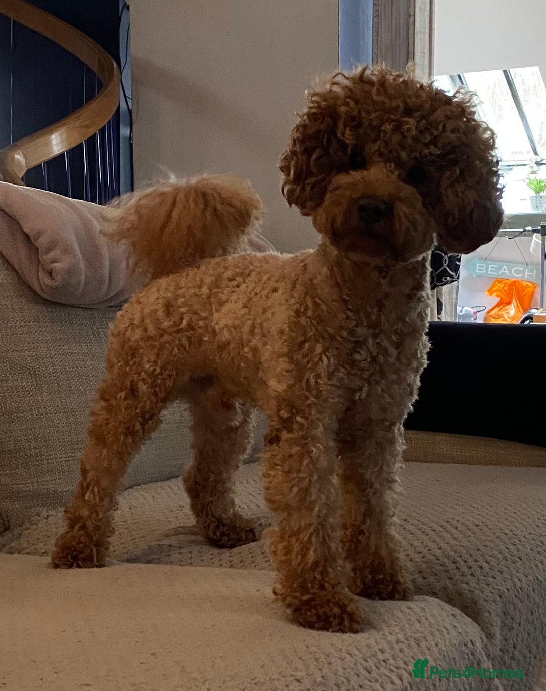 Toy Poodle dogs for stud: Kc health tested toy poodle for stud in Torpoint - Advert 4