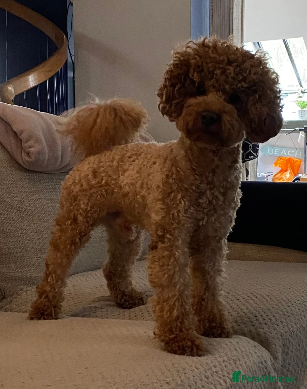 Toy Poodle dogs for stud: Kc health tested toy poodle for stud in Torpoint - Advert 4