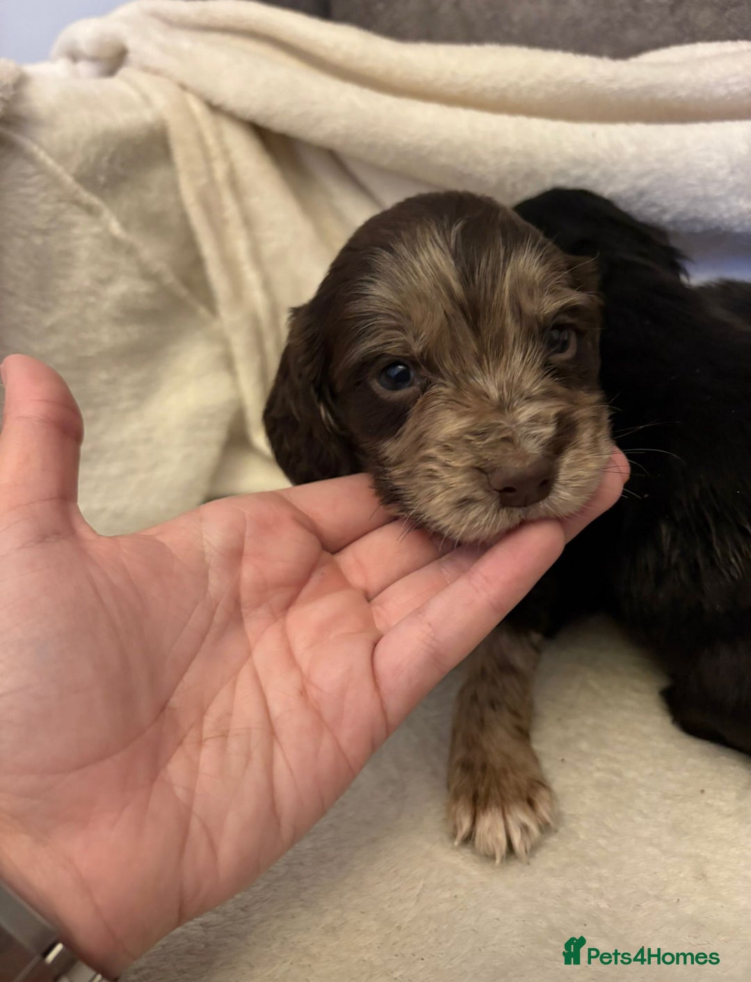 Cocker Spaniel dogs for sale: REDUCED - Cocker Spaniel Pups Need Forever Homes! - Advert 25