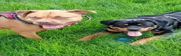 Mixed Breed dogs for sale: American bullweiller puppies for sale  in Braintree - Advert 2