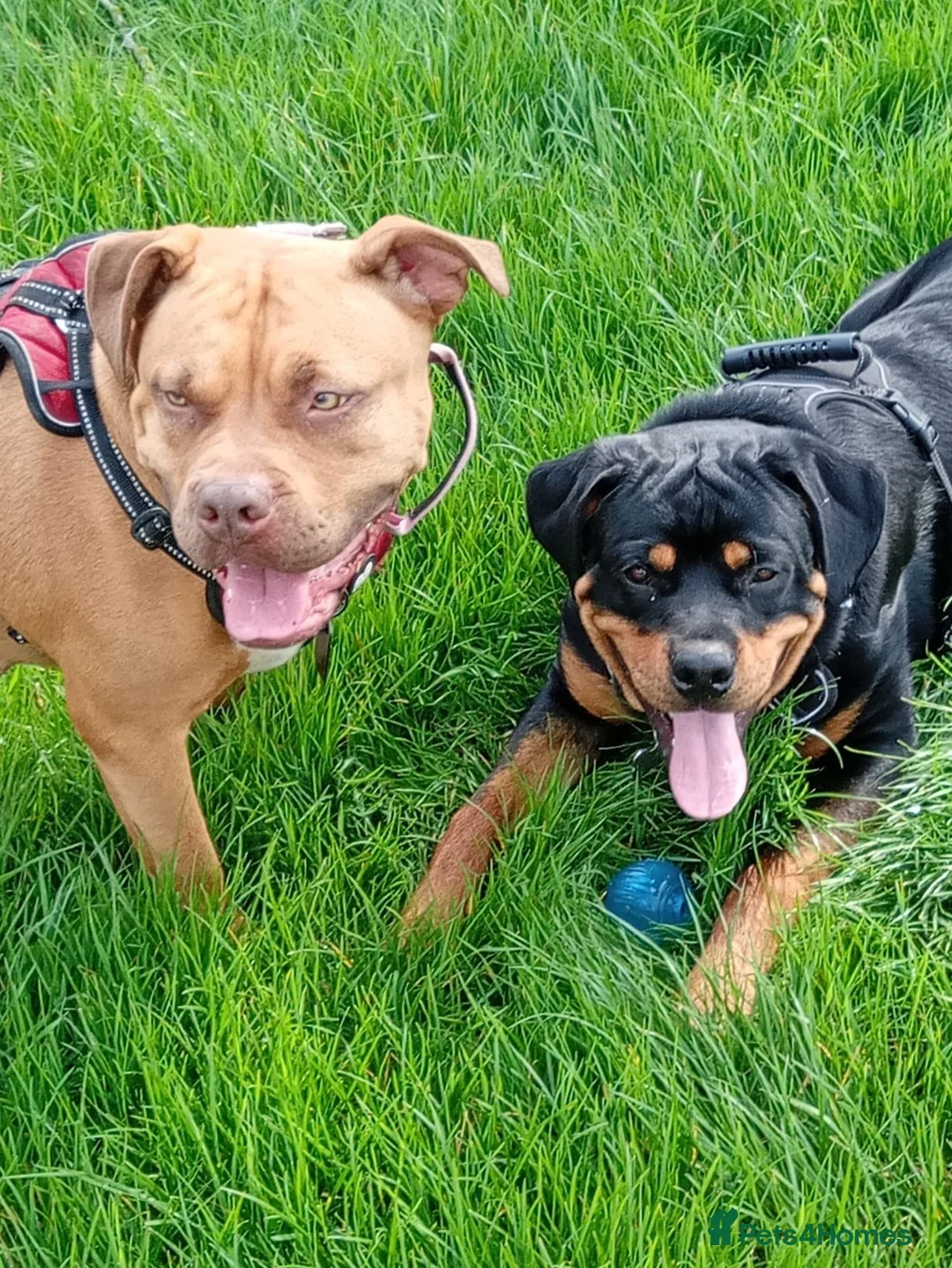 Mixed Breed dogs for sale: American bullweiller puppies for sale  in Braintree - Advert 2