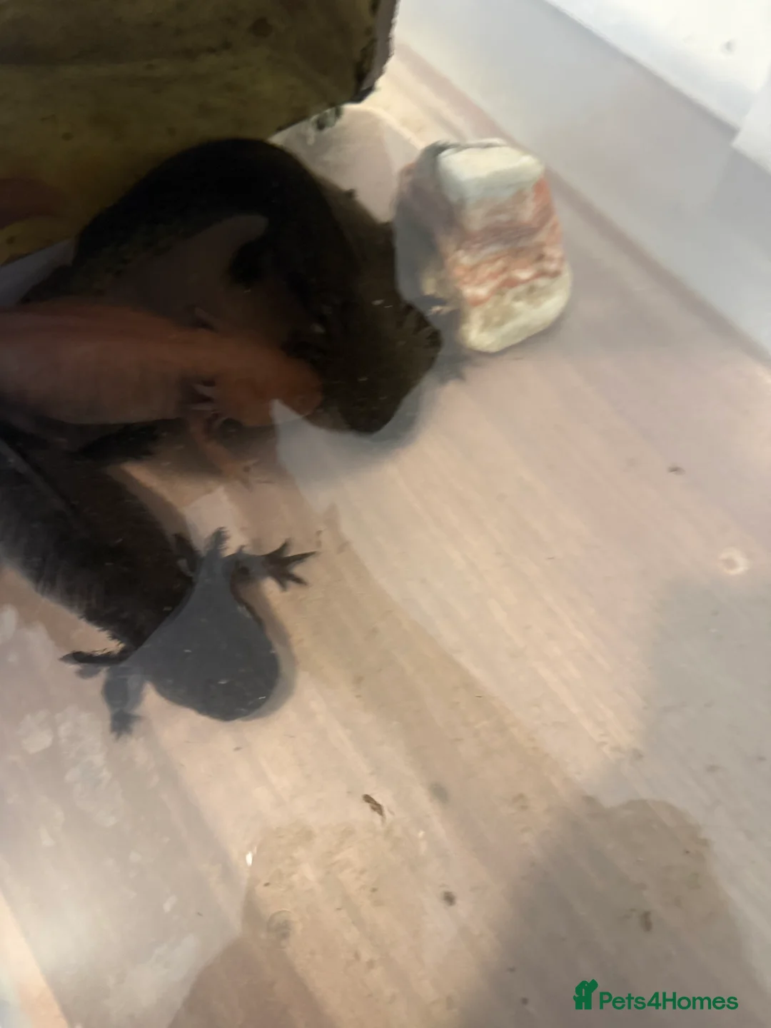 Axolotl reptiles for sale: 3 x adult female axolotls (age 18 month to 5yr) in Bradford - Advert 4