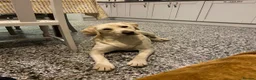 Labrador Retriever dogs for sale: Chunky Labrador puppies - Advert 17