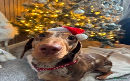 Dachshund dogs for sale: Male dachshund  - Image 8