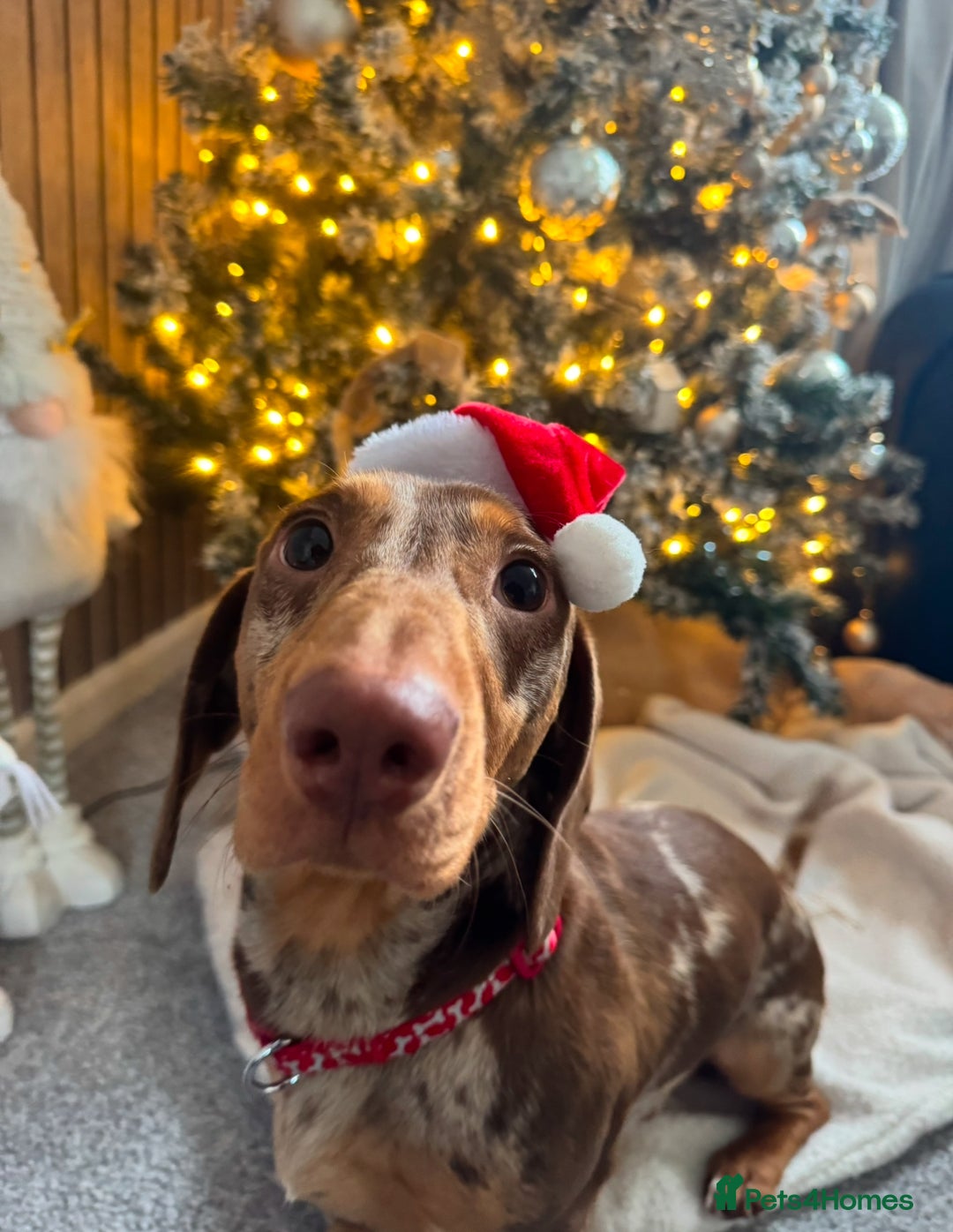 Dachshund dogs for sale: Male dachshund  - Image 8