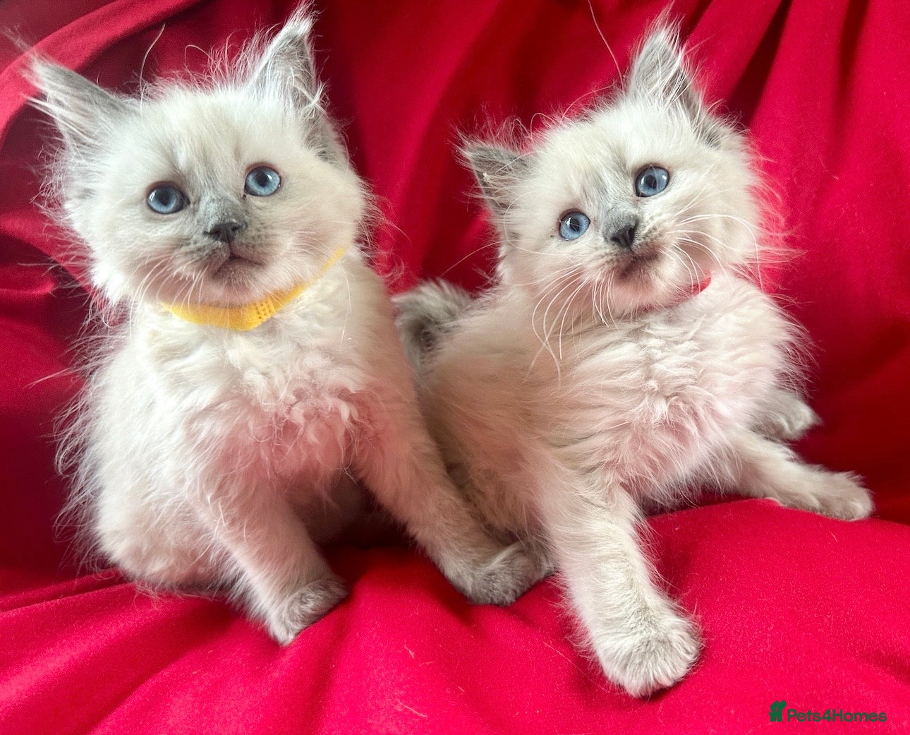 Ragdoll cats for sale: Pure Blue Ragdoll kittens  - Advert 2