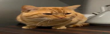 Marmalade