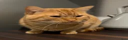 Mixed Breed cats for sale: Three cats looking for new forever home.  - Advert 2