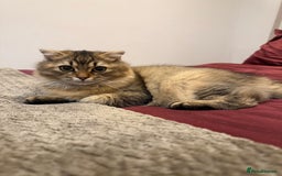 British Longhair cats for sale: Half British half Scottish fold male kitten  - Image 1