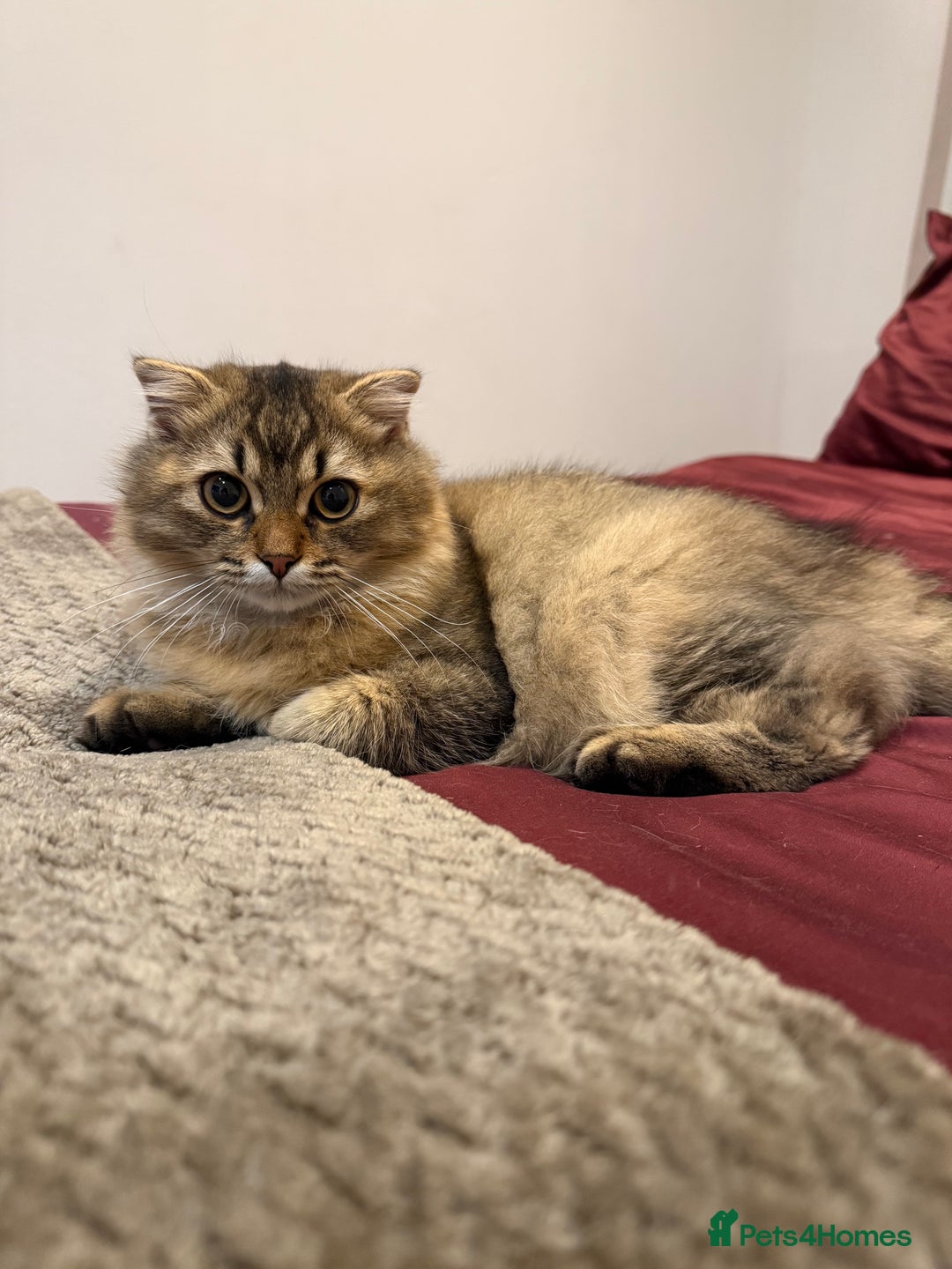 British Longhair cats for sale: Half British half Scottish fold male kitten  - Image 1