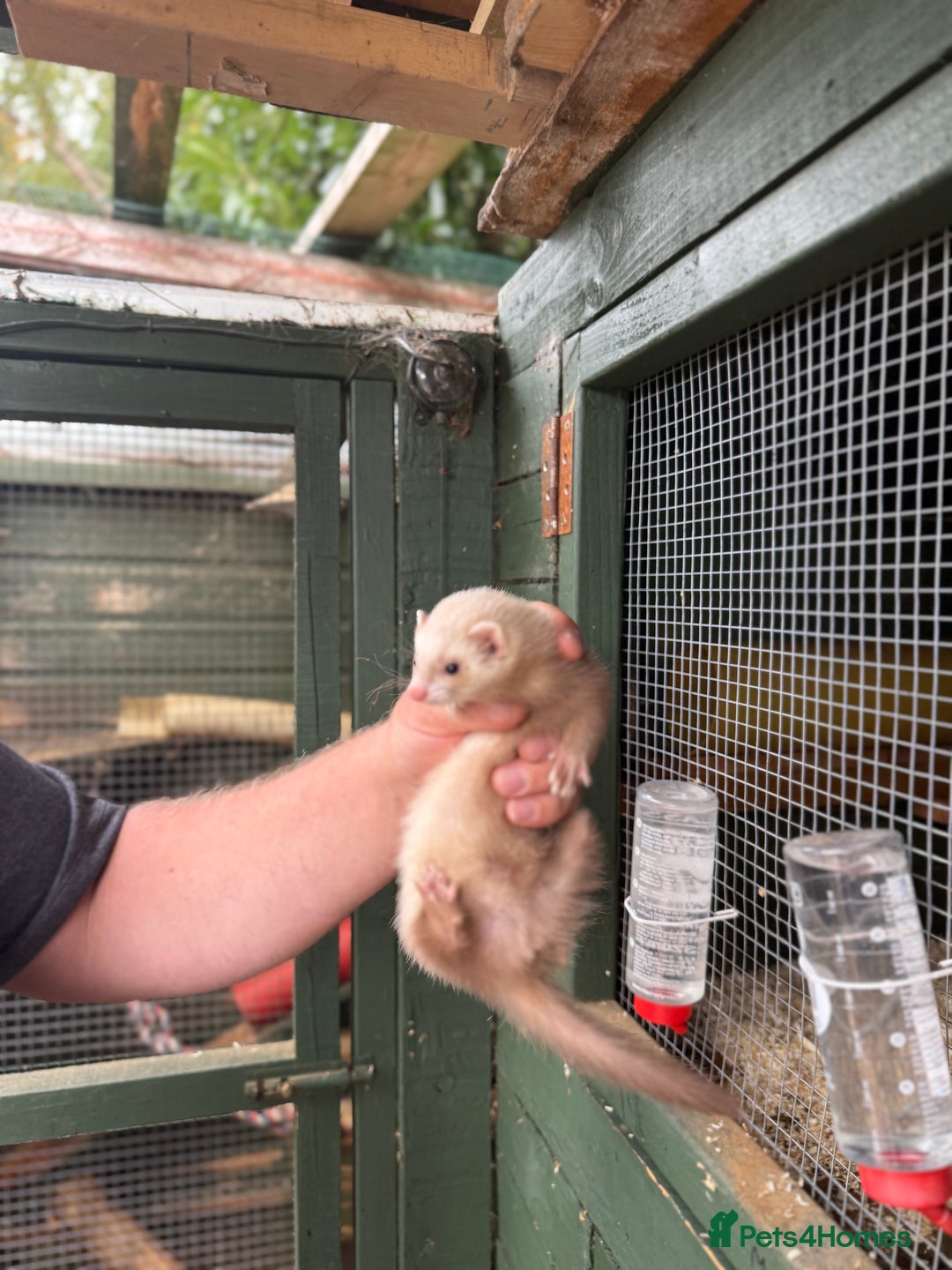 Ferret rodents for sale: Ferret kits - Image 8
