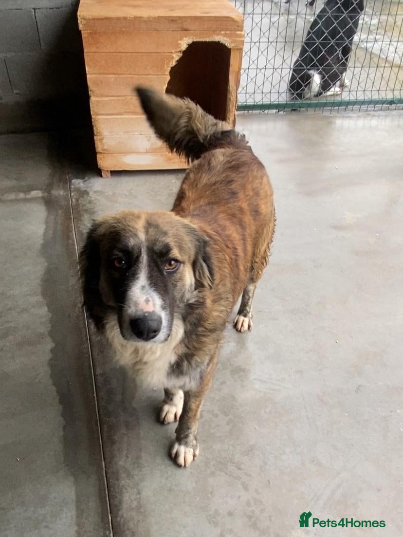 Mixed Breed dogs Kiki, 6 yrs approx. Available for adoption. - Advert 14