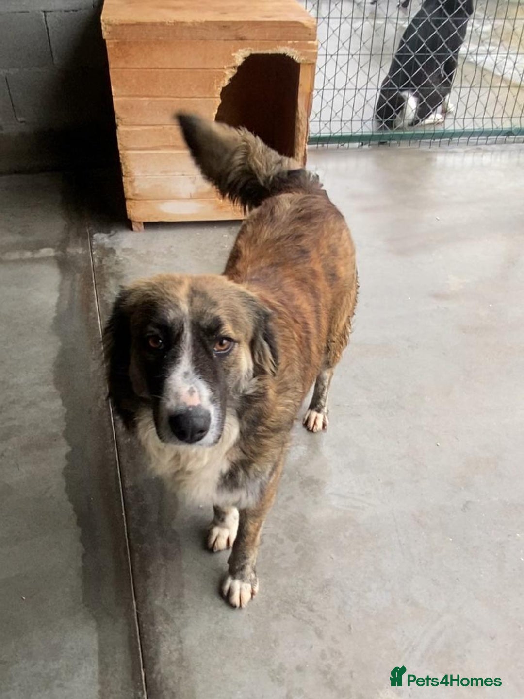 Mixed Breed dogs for adoption: Kiki, 6 yrs approx. Available for adoption. - Advert 1