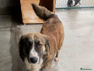 Mixed Breed dogs Kiki, 6 yrs approx. Available for adoption. - Advert 14