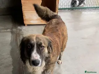 Mixed Breed dogs Kiki, 6 yrs approx. Available for adoption. - Advert 19