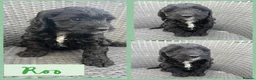 Cockapoo dogs for sale: ⭐️Beautiful F1 Cockapoo Puppies⭐️ - Advert 4