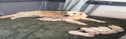 Golden Retriever dogs for sale: Gorgeous Golden Retriever Pups  - Advert 1