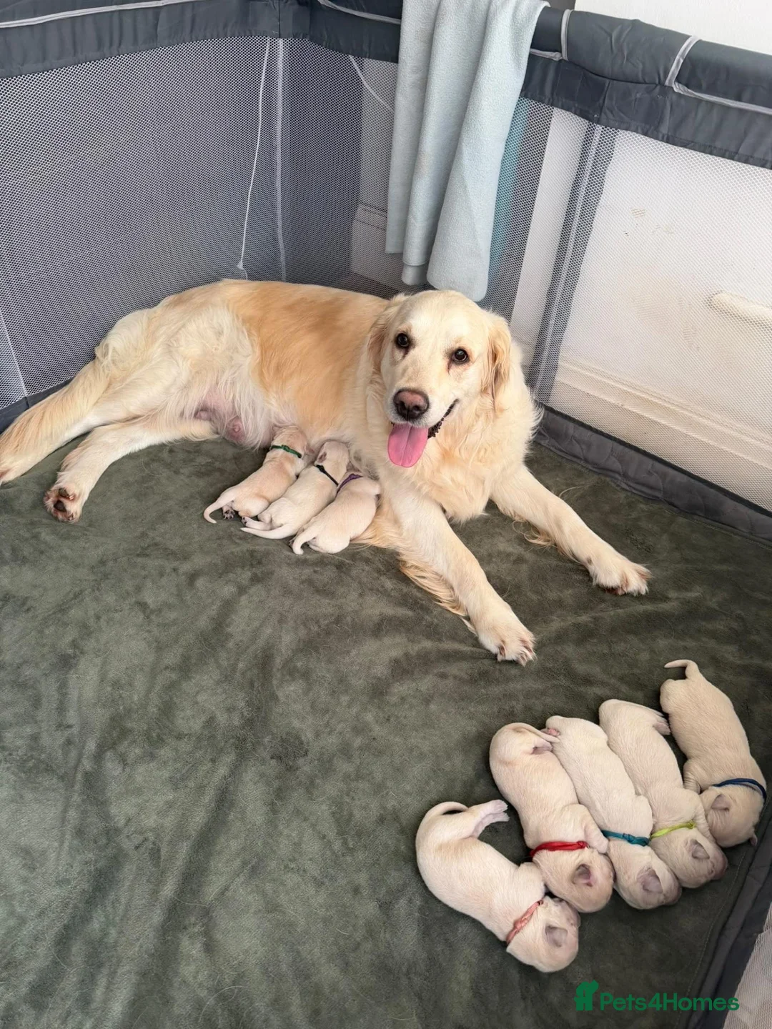Golden Retriever dogs for sale: Gorgeous Golden Retriever Pups  - Advert 1