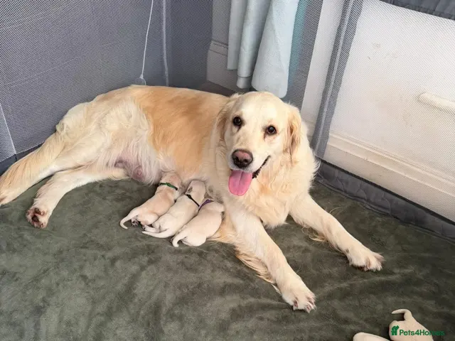Golden Retriever dogs for sale: Gorgeous Golden Retriever Pups (last girl avail) - Advert 1