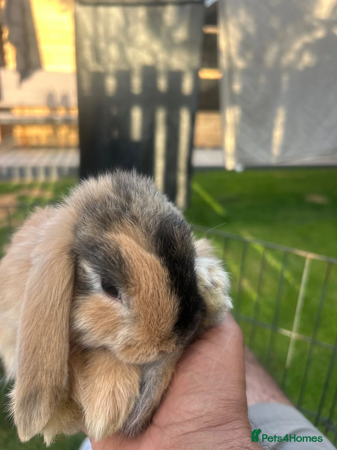Dwarf Lop rabbits for sale: Mini dwarf lop bunnies - Advert 2