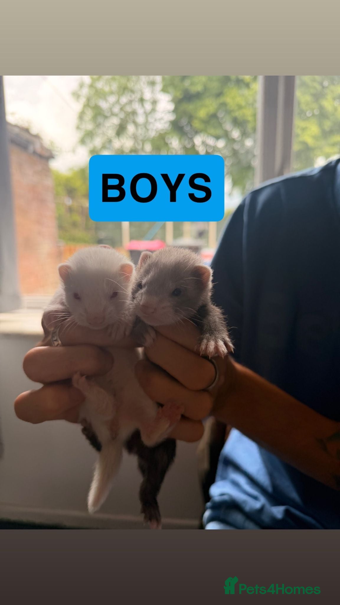 Ferret rodents for sale: Baby ferrets  - Advert 3