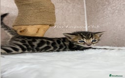 Bengal cats for sale: International Championship, Full Pedigree Bengals - Image 2