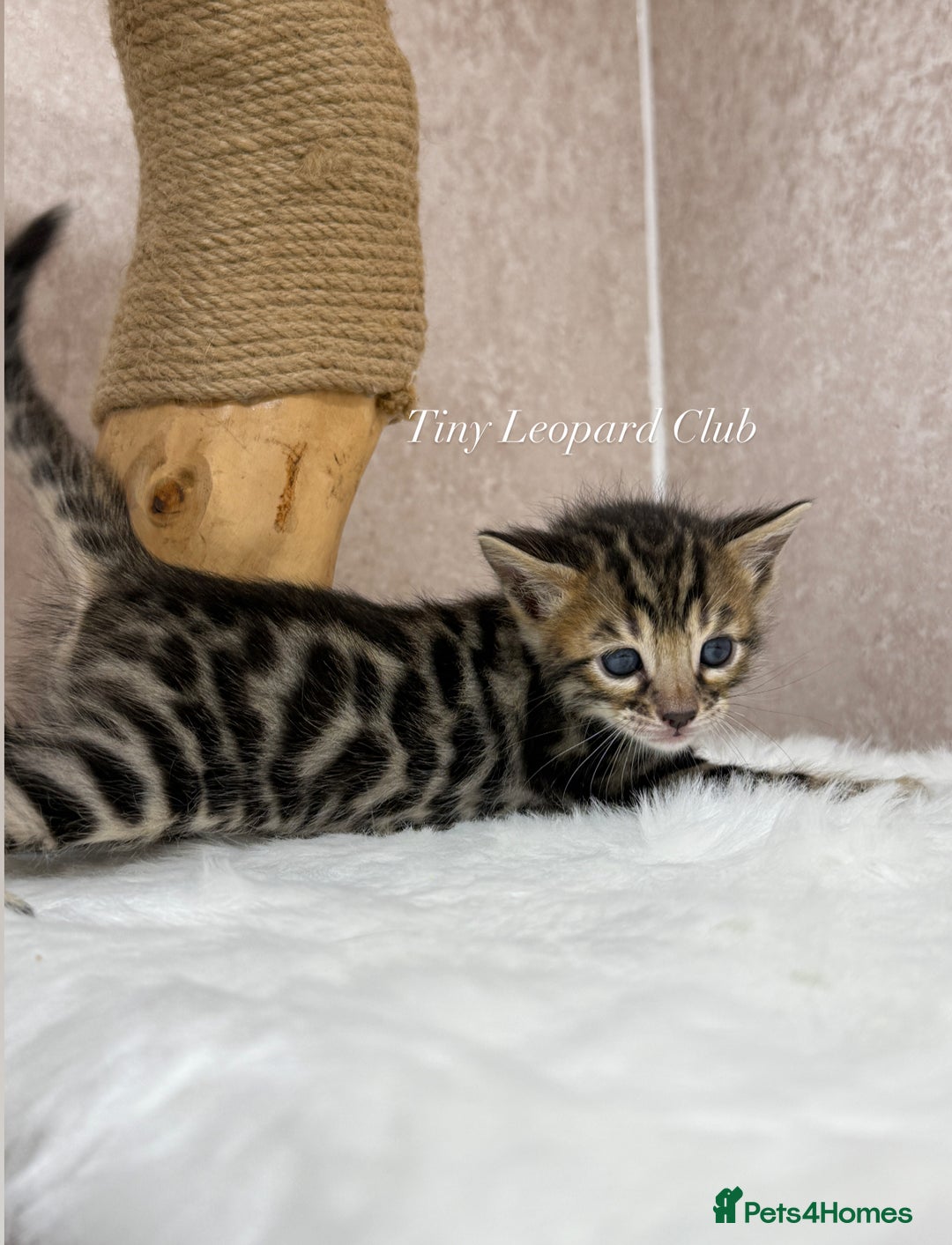 Bengal cats for sale: International Championship, Full Pedigree Bengals - Image 2