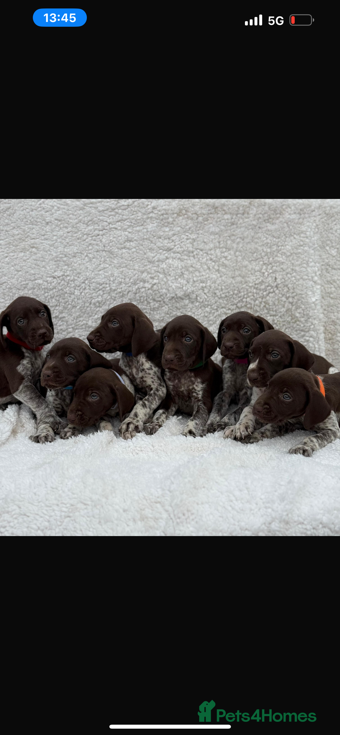 German Shorthaired Pointer dogs for sale: KC registered German Shorthair Pointer Puppy - Advert 10