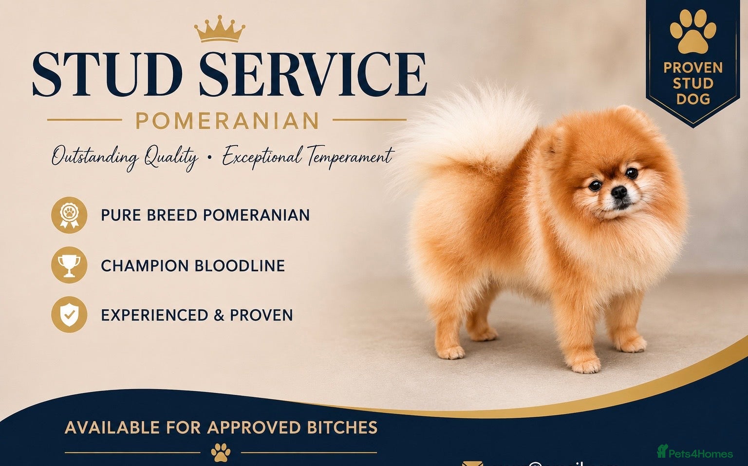 Pomeranian dogs Pomeranian stud - Advert 2