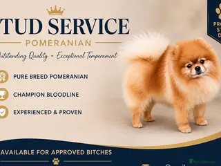 Pomeranian dogs Pomeranian stud - Advert 2