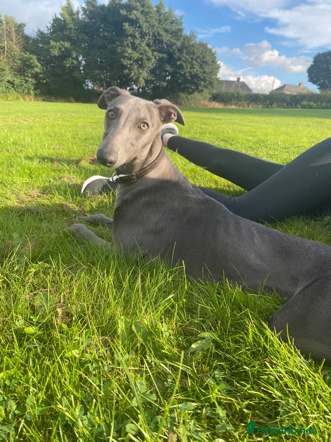 Whippet dogs for stud: KC Registered Blue Whippet Proven Stud Dog in Barnsley - Advert 13