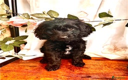Cockapoo dogs for sale: Quality F1 Cockapoo Puppies GIRLS Various pricing  - Image 26