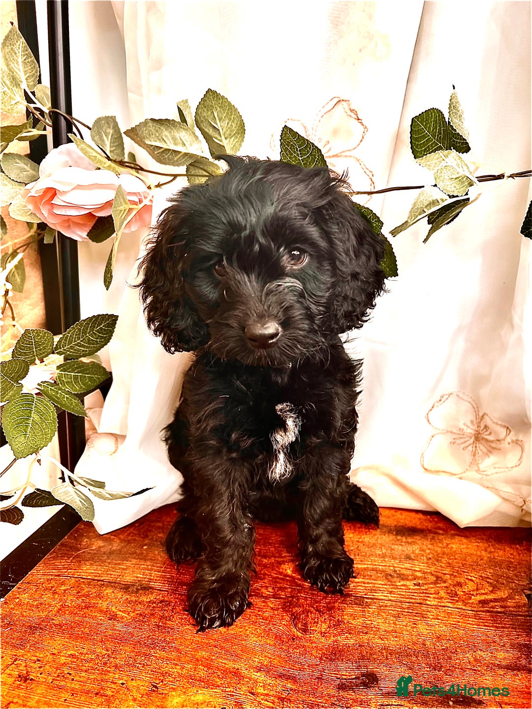 Cockapoo dogs for sale: Quality F1 Cockapoo Puppies GIRLS Various pricing  - Image 26