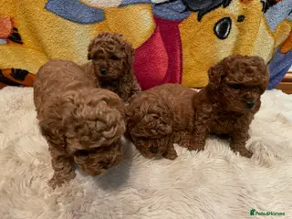Toy Poodle dogs Gorgeous Red Toy Poodle Puppies - Advert 2
