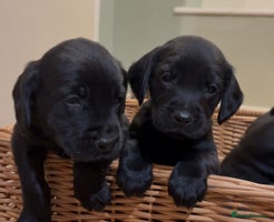 Labrador Retriever dogs KC registered working black labradors - Advert 2