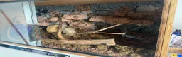 Boa Snake reptiles for sale: banana pied ball python  in Trowbridge - Advert 4