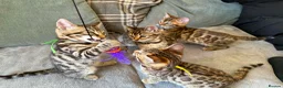 Bengal cats for sale: ✨ Beautiful Bengal Kittens✨ - Advert 9