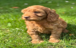 Cockapoo dogs for sale: BEAUTIFUL RED F1 COCKAPOO’S HEALTH TESTED PARENTS  - Image 19