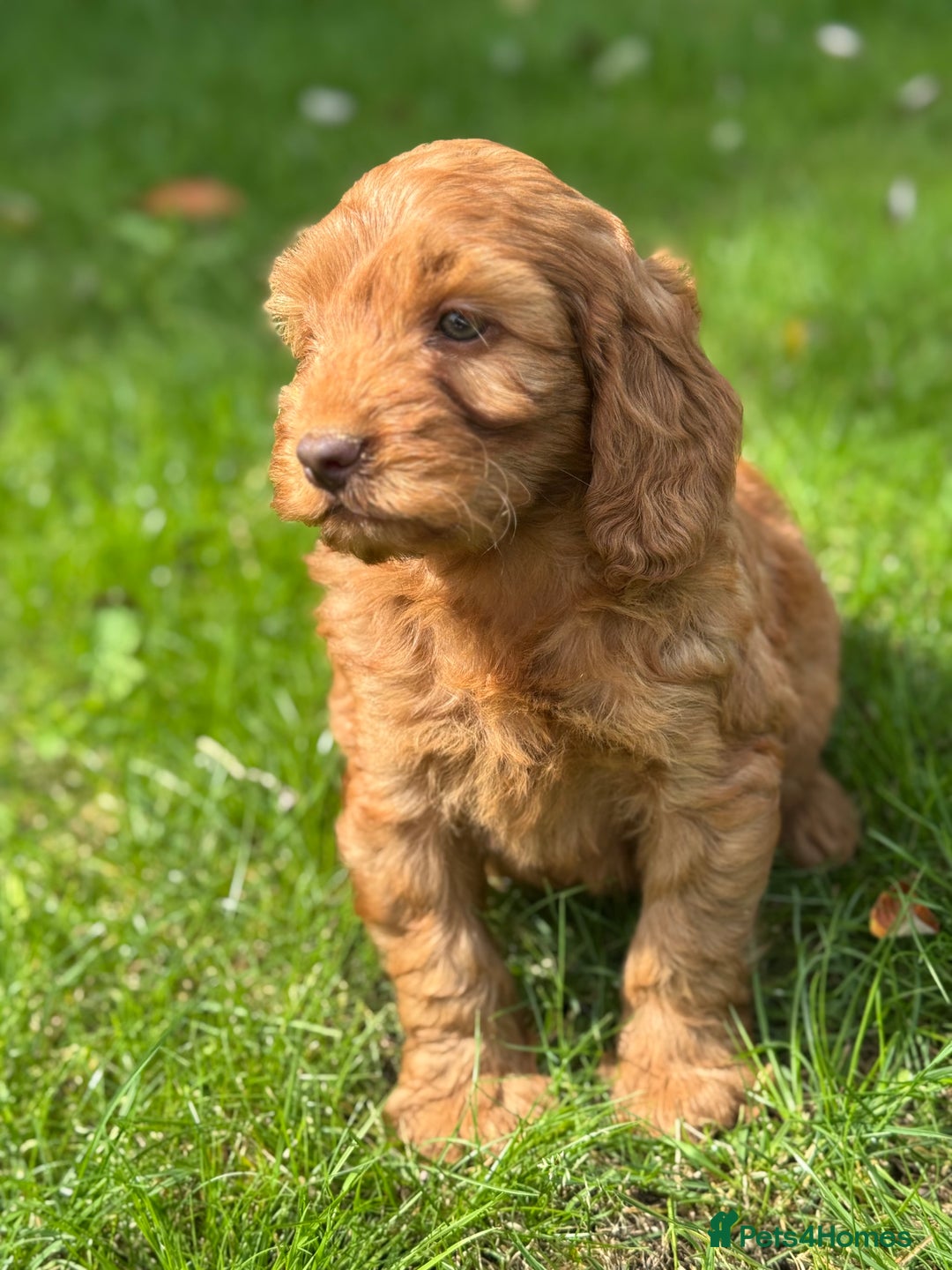 Cockapoo dogs for sale: BEAUTIFUL RED F1 COCKAPOO’S HEALTH TESTED PARENTS  - Image 19