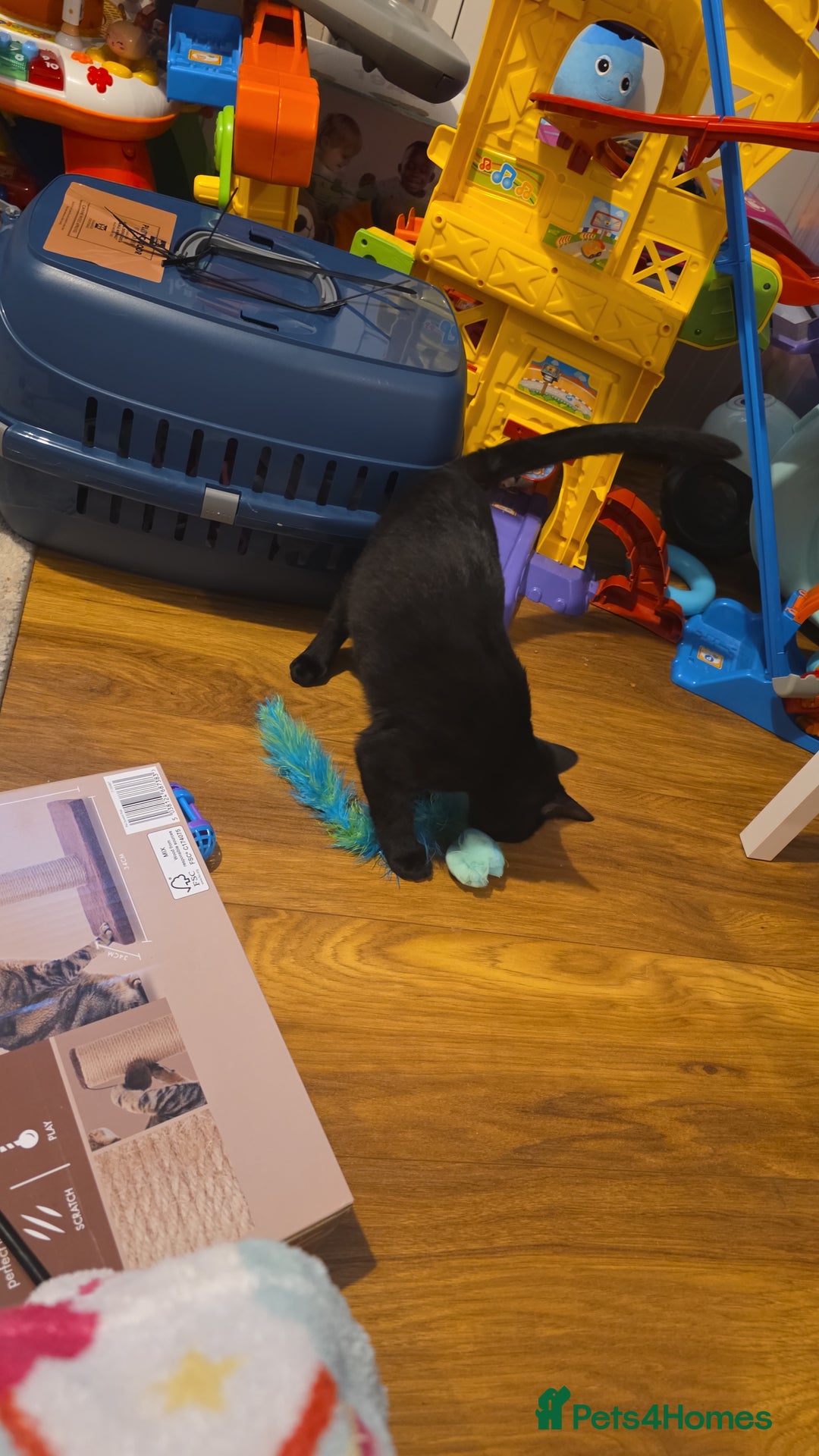 American Shorthair cats for sale: Black/tabby male kitten  - Advert 3