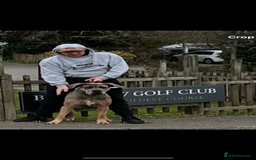 Mixed Breed dogs for sale: HUGE “TRI” MERLE CANE CORSO PUPPIES FOR SALE - Image 17
