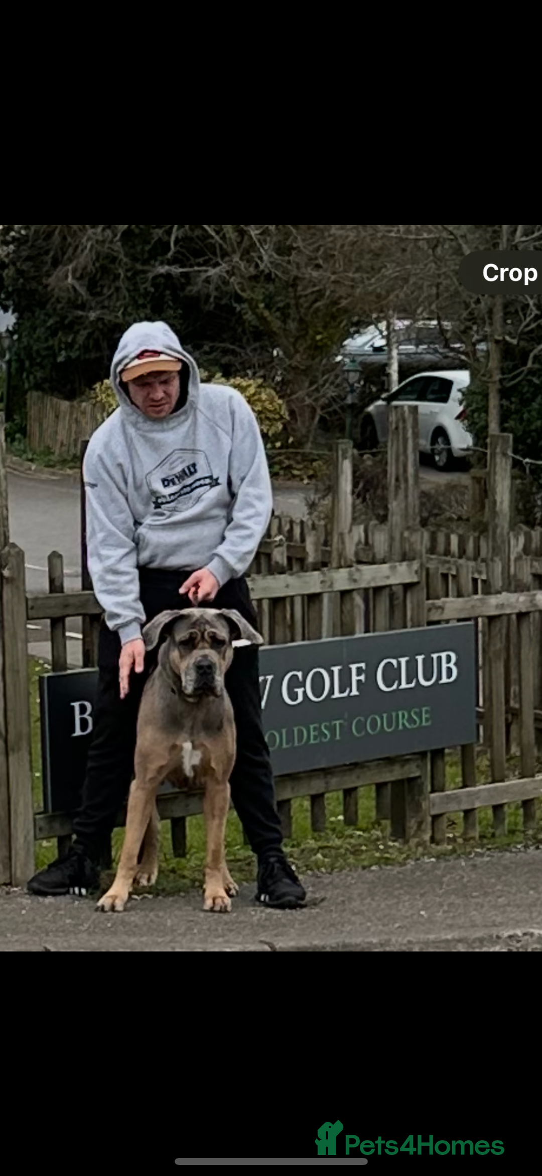 Mixed Breed dogs for sale: HUGE “TRI” MERLE CANE CORSO PUPPIES FOR SALE - Image 17