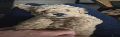 Cockapoo 2