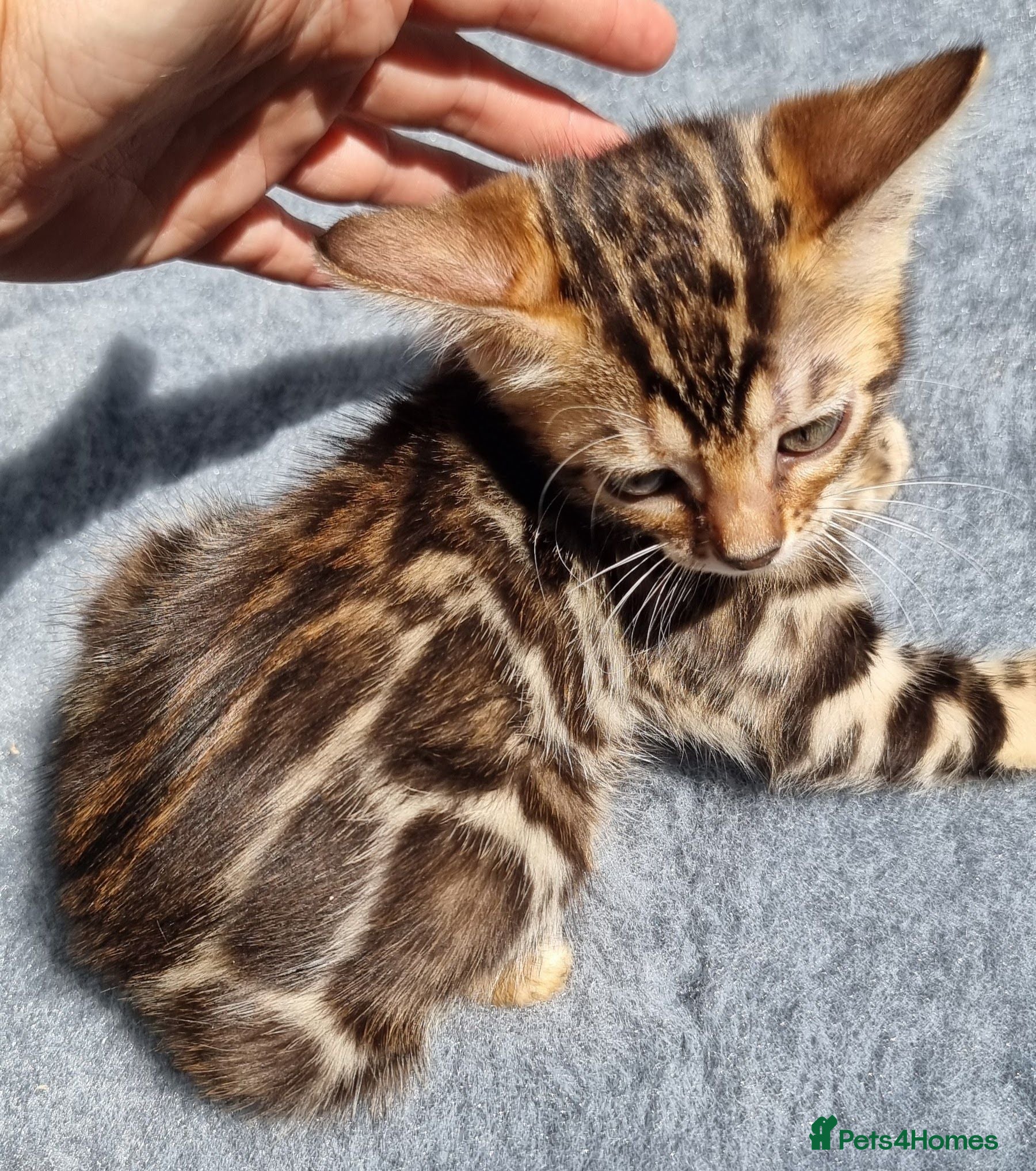 Bengal cats AVAILABLE NOW Beautiful TICA registered Bengals  - Advert 2